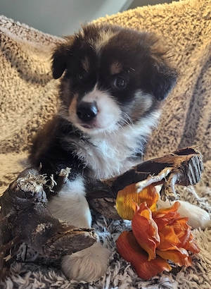 Australian Shephard Welpen 
