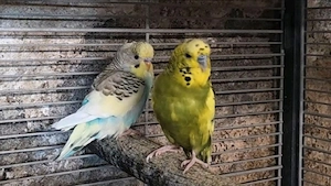 Wellensittiche (m   w) Pärchen