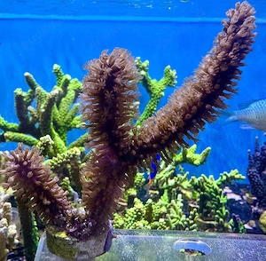 Meerwasser Eunicea sp. inkl affenhaar am fuss