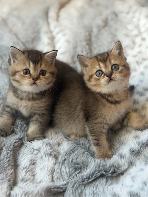 bkh kitten reinrassig golden shaded green eye's