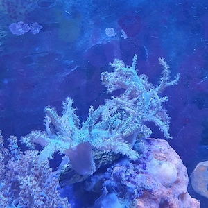 Meerwasser Spaghetti koralle 