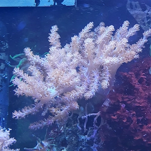 Meerwasser keniabaum 