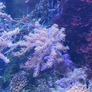 Meerwasser kenia baum 