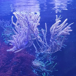 Meerwasser große Pinnigorgia 