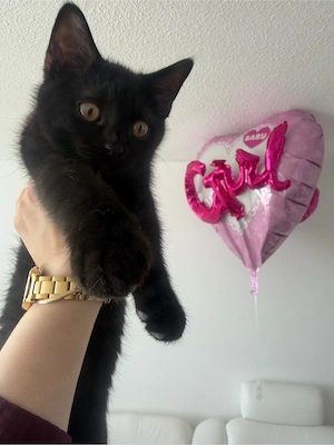 bkh kitten schwarz 
