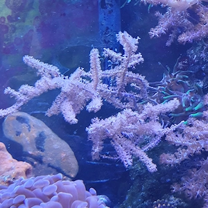 Pinnigorgia Meerwasser 