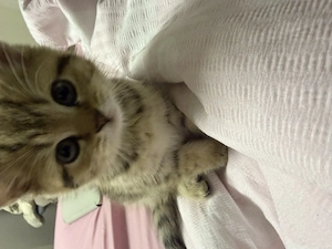  Süßes 3 Monate altes Kitten (männlich) sucht ein liebevolles Zuhause 