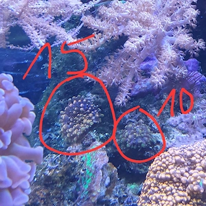 Meerwasser Ricordea ableger