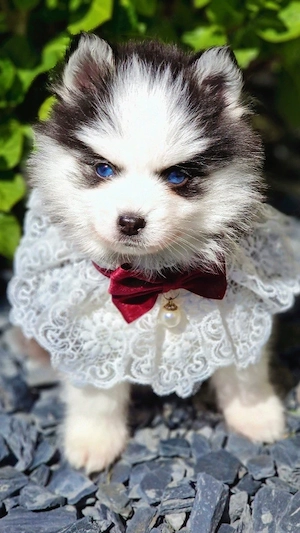 Pomsky F2 Micro & Toy Puppengesicht Bärchentyp Wollycoat 