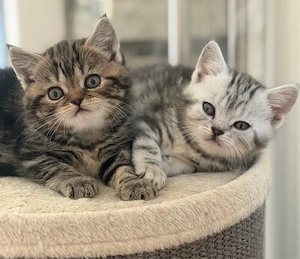 bkh kitten reinrassig mitte mai auszug nur novh 2 mädchen 