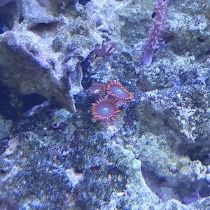 Meerwasser zoas 3 polyp
