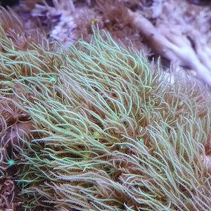 Meerwasser affenhaar platte lebendgestein 