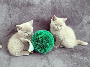 Reinrassige BKH Kitten in Weiß und Blue Tabby Farbe. Auszugsbereit .