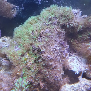 Meerwasser affenhaar platte lebendgestein 