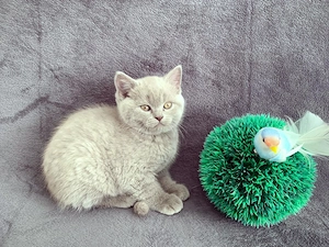 Reinrassige BKH Kitten in Hell Blue Tabby Farbe. Auszugsbereit .
