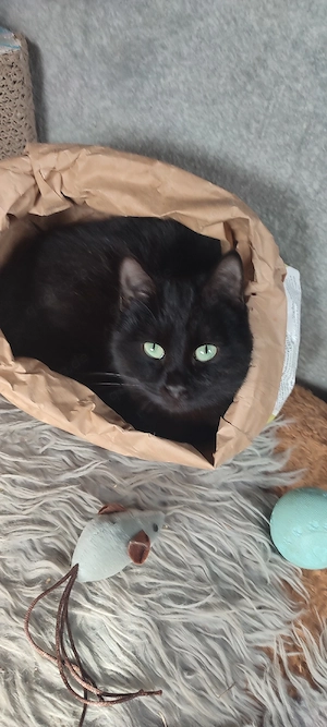  Kater ! Heilige Birmamix  11 Monate 