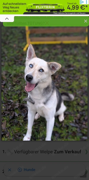 Husky welpen gesucht 