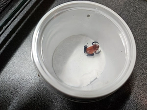 Gebe 0.0.3 Pumilio blue jeans u. 0.0.3 Pumilio bribri ab