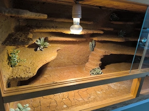 Terrarium 120x50x50 Preis bei Abholung heute (So.  ) bis 19:30 Uhr  Bild 4