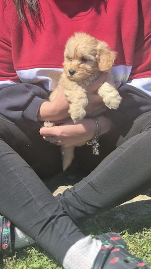 Maltipoo Welpe Aurelius 