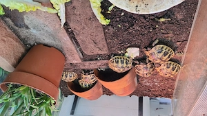 Griechische Landschildkröten Nachzucht von 2023 und 2025 mit EU Bescheinigung 