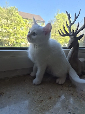 Süße weiße Katze mit grünen Augen (Kitten) abzugeben