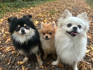 junger Pomeranian Rüde sucht liebevolles Zuhause als Prinz