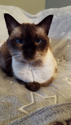 Suche Thai Katze gerne älter