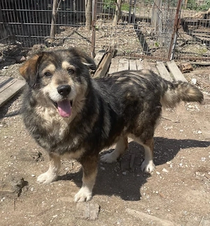 Woody, freundlicher Rüde sucht neues Zuhause