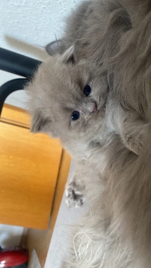 britische kurze haare mix persische katze 