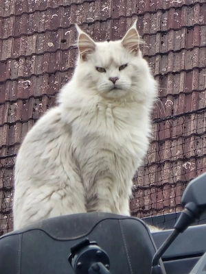 Deck Kater As 11 Maine Coon