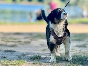 Wesensfeste Australian Shepherd Welpen (ASCA Papier) suchen 5***- Zuhause, reine Showlinie.