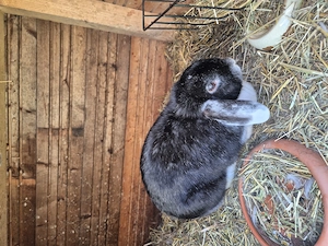 Kaninchen zu verkaufen 