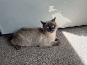 Süße Britische Kater zum abgeben