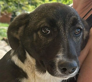 Arielle, süße Zuckerschnute sucht Bleibe für immer 