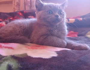 ein Katze zu verkaufen  Bild 3