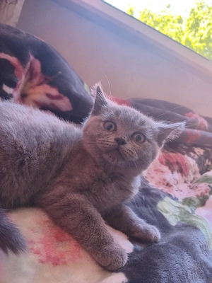 ein Katze zu verkaufen  Bild 4