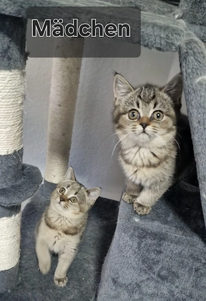 Baby Kätzchen suchen neu Haus 