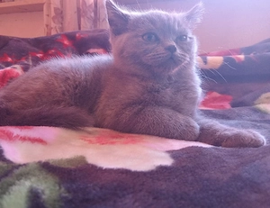 ein Katze zu verkaufen 