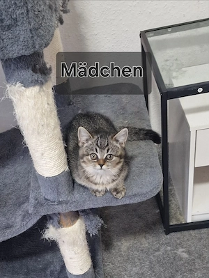 Baby Kätzchen Mädchen 