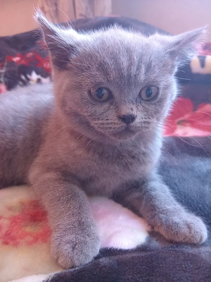ein Katze zu verkaufen  Bild 5