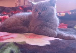 ein Katze zu verkaufen  Bild 2