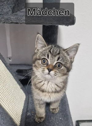 Baby katze jung & Mädchen 