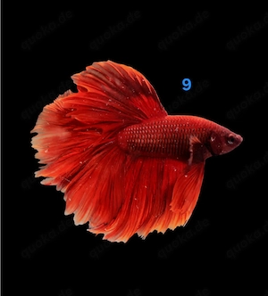 Kampffisch Männchen Betta splendens 
