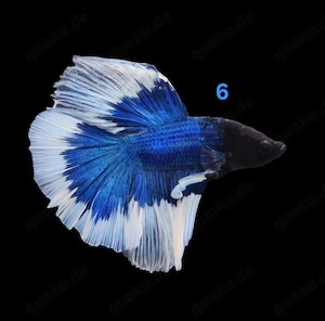 Kampffisch Männchen Betta splendens 