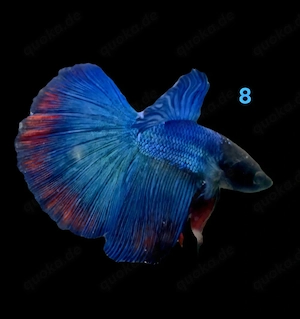 Kampffisch Männchen Betta splendens Halfmoon 