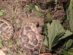 Griechische Landschildkröte mit eu Bescheinigung  Bild 2