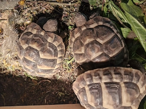 Griechische Landschildkröte mit eu Bescheinigung 