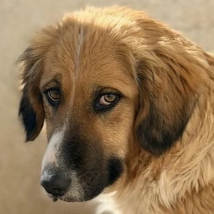 Blümchen, geb. ca. 08 2024, lebt in GRIECHENLAND, im städt. Tierheim Serres 