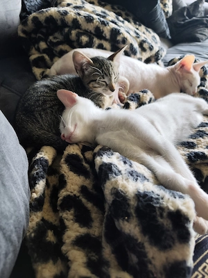 Okh-mix kitten orientalisch Kurzhaar 